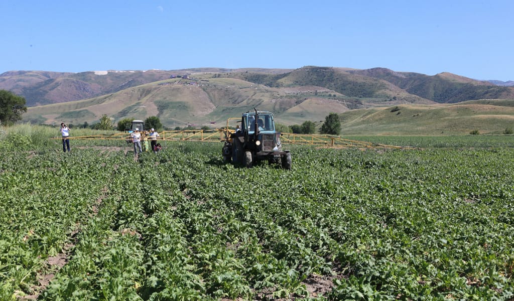 ТӘТТІ ТҮБІР ӨСІРУДІҢ ҚЫР-СЫРЫ