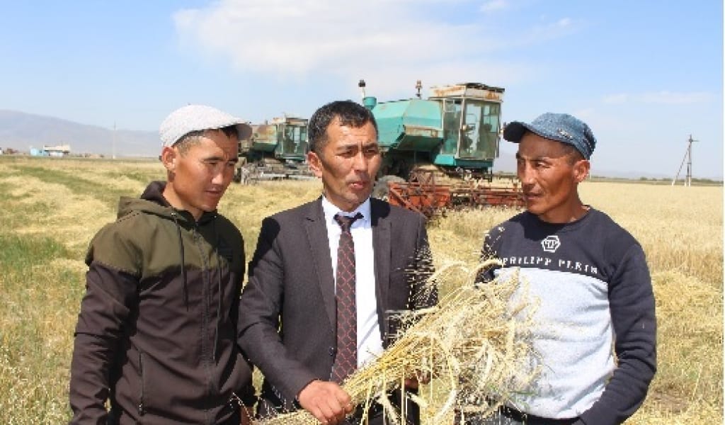 КЕГЕН АУДАНЫ: ОТЫЗҒА ТАРТА ОТБАСЫ БИДАЙ ӨСІРЕДІ