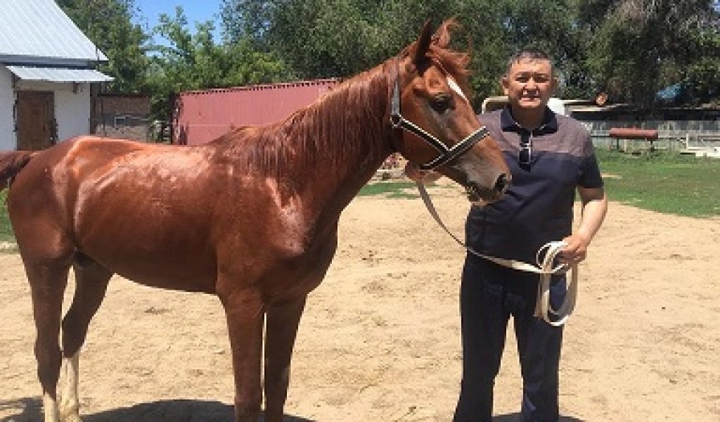 ТЕКТІ ЖАНУАРЫМ-АЙ: 7 САҒАТ 37 МИНУТ ТОҚТАУСЫЗ ШАПҚАН ТҰЛПАР