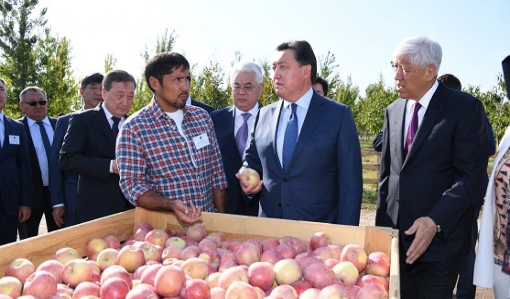 АЛМАТЫ ОБЛЫСЫ: ҮКІМЕТ БАСШЫСЫ АЛМА БАҒЫН АРАЛАДЫ