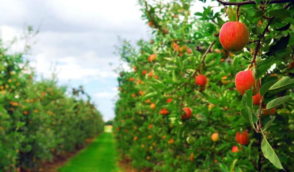 "БҰЛ - АЙУАНДЫҚ": Қ.ТОҚАЕВ АЛМА АҒАШЫН ШАУЫП ТАСТАЙТЫНДАР ТУРАЛЫ АЙТТЫ