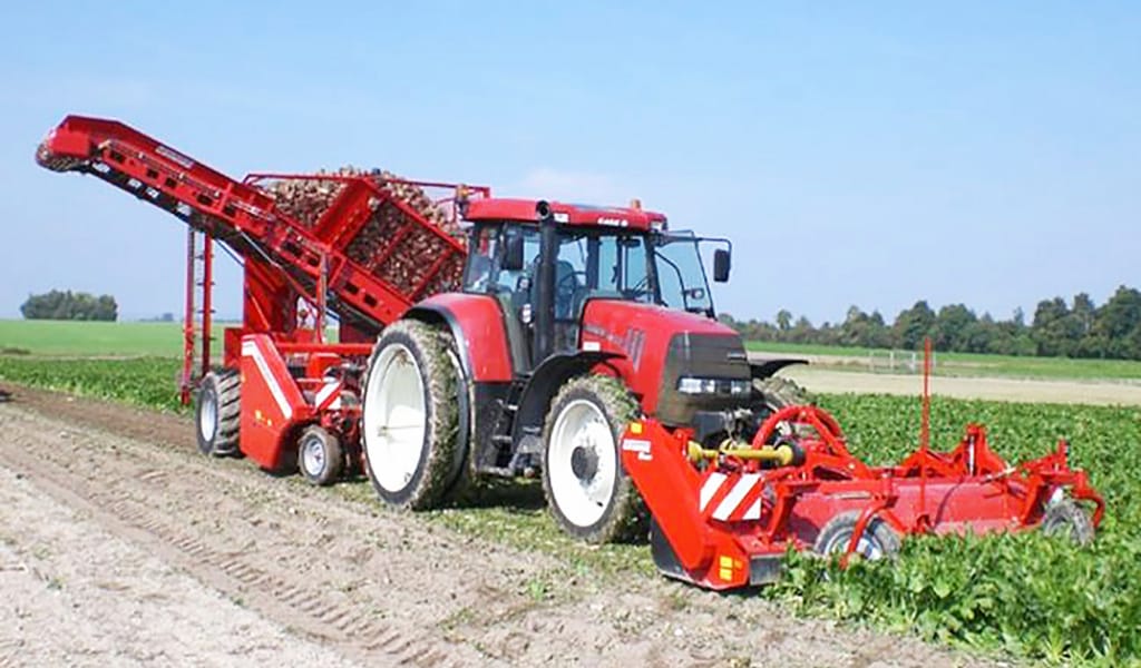 "ӘЛДЕҚАЙДА ЖЕҢІЛ": ҚЫЗЫЛША ӨСІРУДІҢ ЕШ ҚИЫНДЫҒЫ ЖОҚ