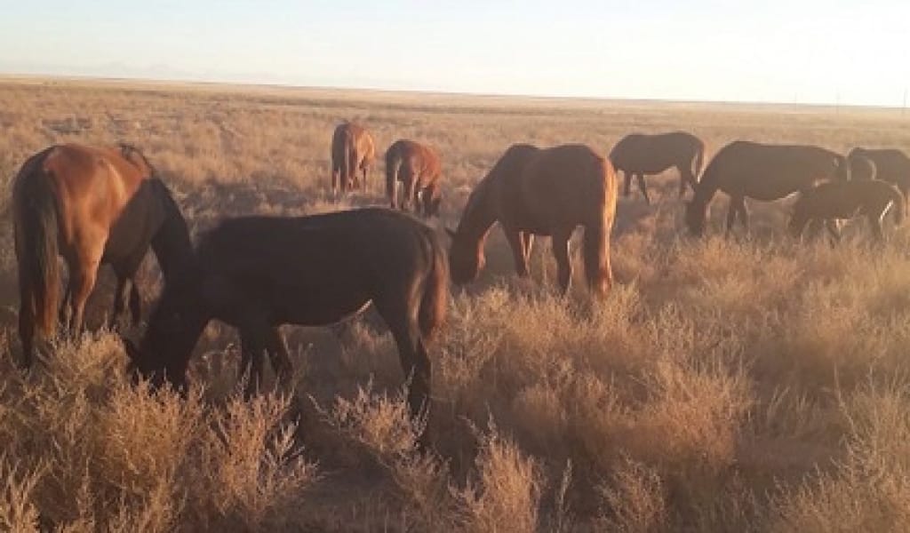 МАЛ ҰРЛЫҒЫ: АЛМАТЫ ОБЛЫСЫНДА 16 ҚЫЛМЫСТЫҢ БЕТІ АШЫЛДЫ