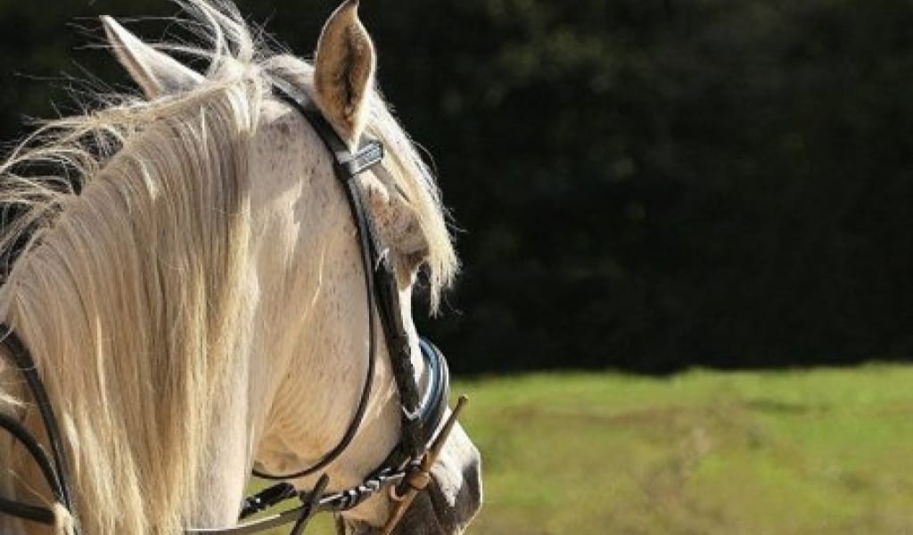 ДӘМХАНАҒА АТПЕН КІРІП КЕТТІ: ТЕКЕЛІДЕГІ ҚЫЗЫҚ ЖАҒДАЙ