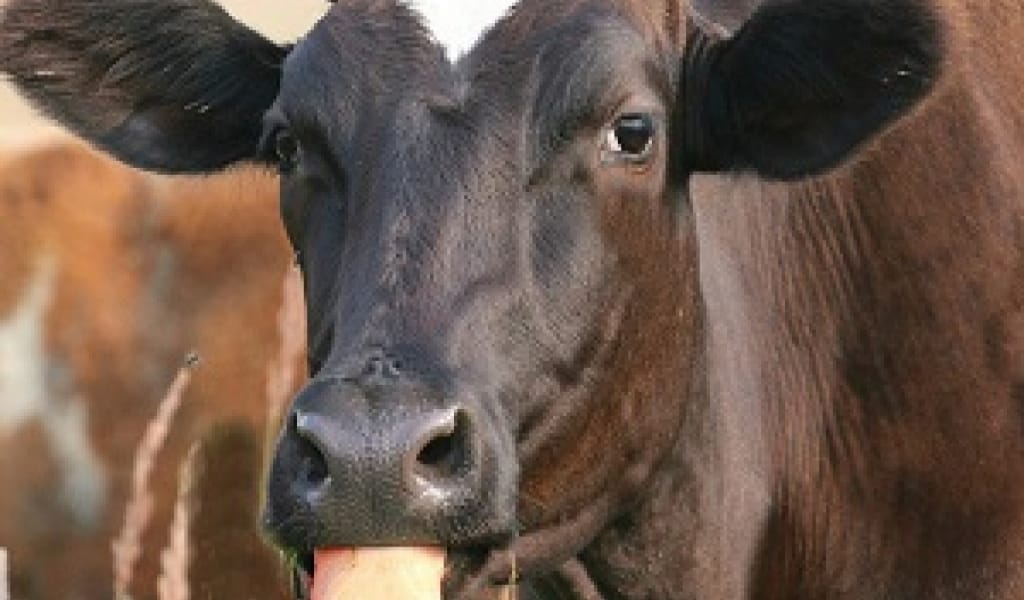 БІРЕУІ ЭКС-ҚЫЛМЫСКЕР: АЛМАТЫДА МАЛ ҰРЛАҒАН ҚЫЛМЫСТЫҚ ТОП ҰСТАЛДЫ