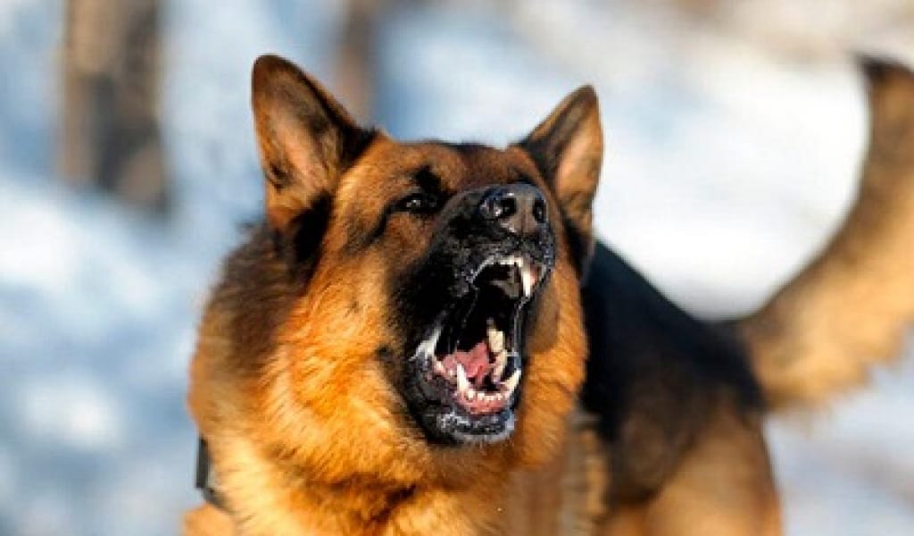 "РАСТАЙМЫЗ": ШЕЛЕК АУЫЛЫНДА СЕГІЗ ЖАСАР БАЛАНЫ ИТ ТАЛАП ӨЛТІРДІ