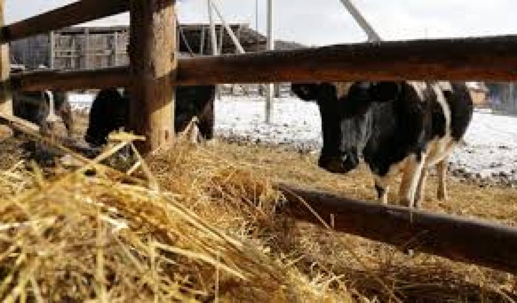 АЛАКӨЛ АУДАНЫ: ТОҒЫЗ СИЫР ҰРЛАҒАН ЕКІ АЗАМАТ ҚОЛҒА ТҮСТІ