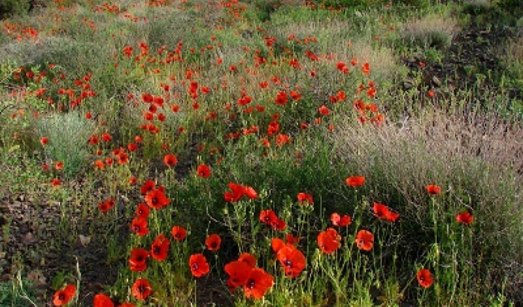 ӨСІМДІКТЕРДІ ҚОРҒАУ ТУРАЛЫ ЗАҢҒА ӨЗГЕРІСТЕР ЕНГІЗІЛДІ