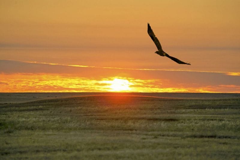 Ұлы даланың генералдары