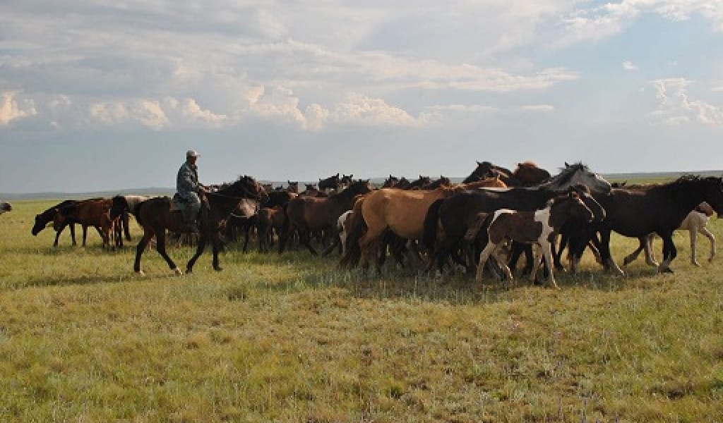 ПАНФИЛОВ АУДАНЫ: МАЛШЫЛАРДЫҢ ЖАЙ-КҮЙІН БАҚЫЛАЙТЫН ШТАБ ҚҰРЫЛДЫ
