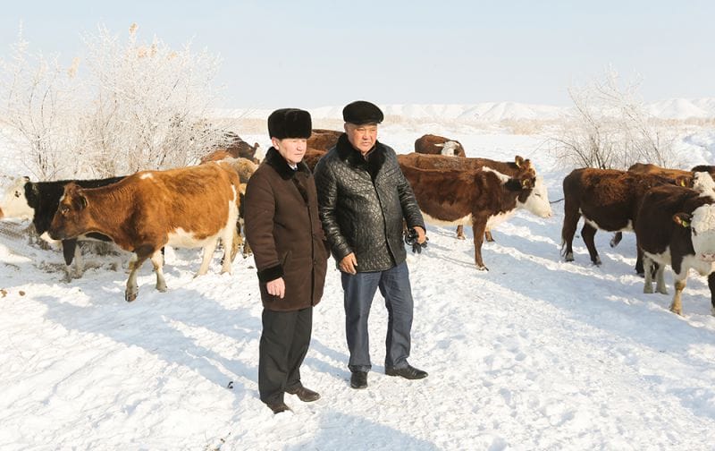 Шаруасы оңды, малы қоңды