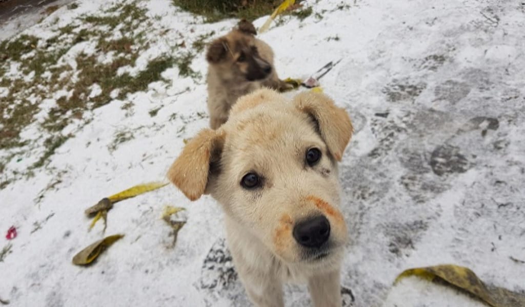 "ҚАТАҢ ЗАҢ КЕРЕК": ТАЛДЫҚОРҒАНДА ҚАҢҒЫБАС ИТТЕР ҚАУІП ТӨНДІРІП ТҰР