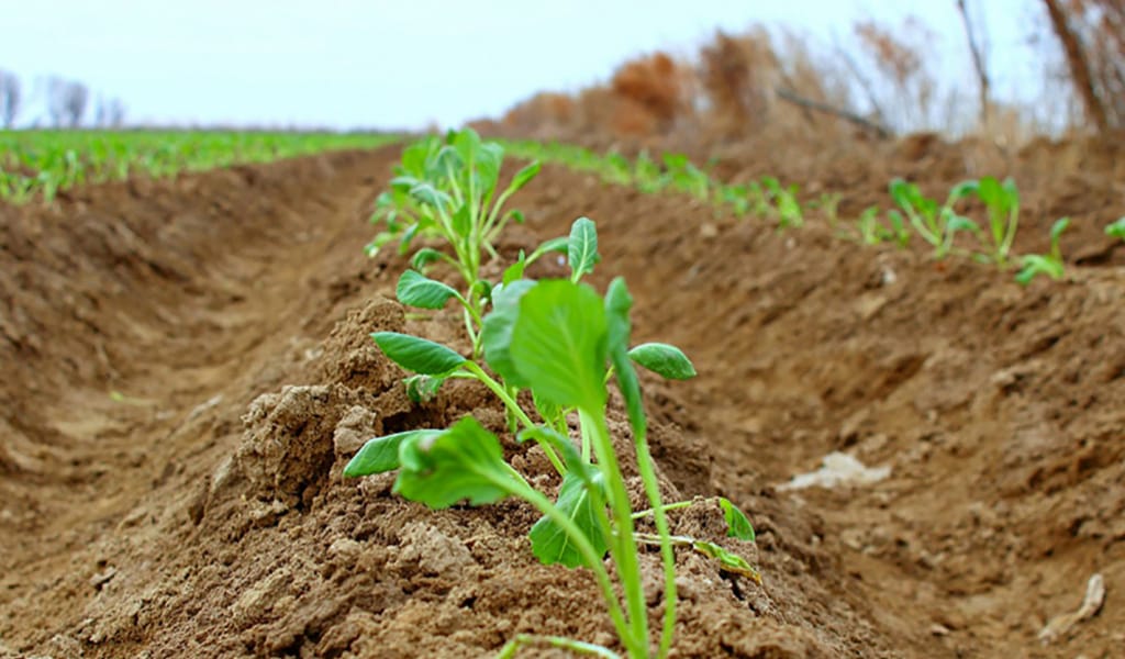 ТАЛҒАР АУДАНЫНДА КӨКТЕМГІ ДАЛА ЖҰМЫСТАРЫ БАСТАЛЫП КЕТТІ