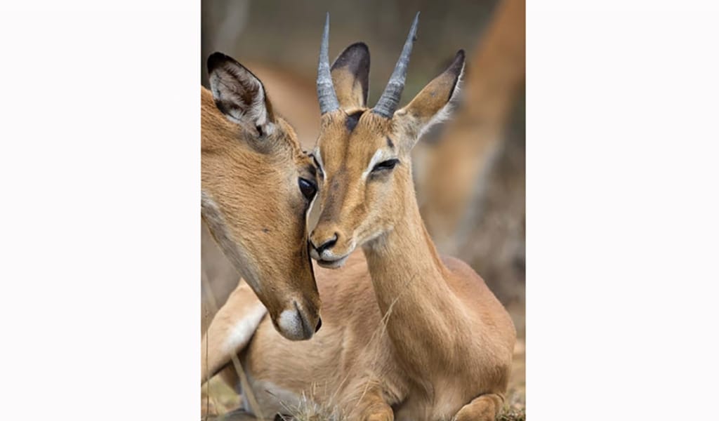 КИІК КИЕЛІ АҢ