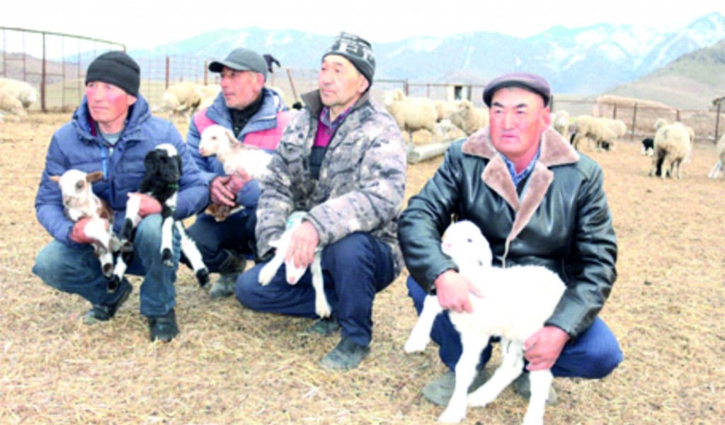 "ҚЫСТАН ЖАЙЛЫ ШЫҚТЫҚ": КЕГЕН АУДАНЫНДА МАЛ ТӨЛДЕП ЖАТЫР