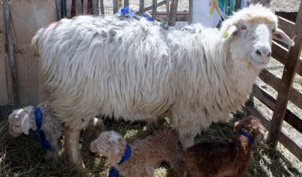 "91 МЫҢ ҚОЗЫ АЛЫНДЫ": АҚСУ АУДАНЫНДА САҚМАН НАУҚАНЫ АЯҚТАЛУҒА ЖАҚЫН