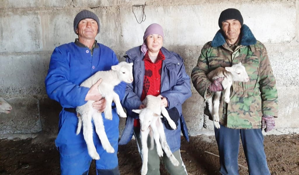 "ТҮНДЕ ЖҰМЫСЫМЫЗ КҮШЕЙЕДІ": АЛАКӨЛДІК МАЛШЫЛАР ТӘУЛІК БОЙЫ ЕҢБЕК ЕТУДЕ