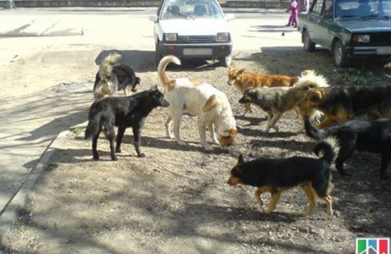 ҚАҢҒЫБАС ИТТЕН ҚАУІП КӨП