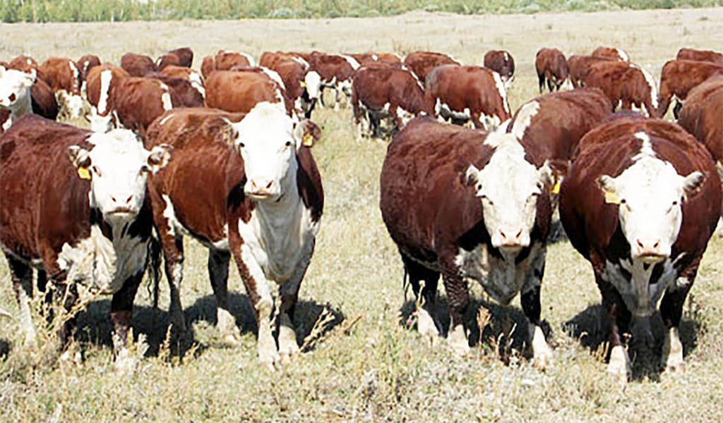 ТӨРТ ТҮЛІК КӨБЕЙДІ