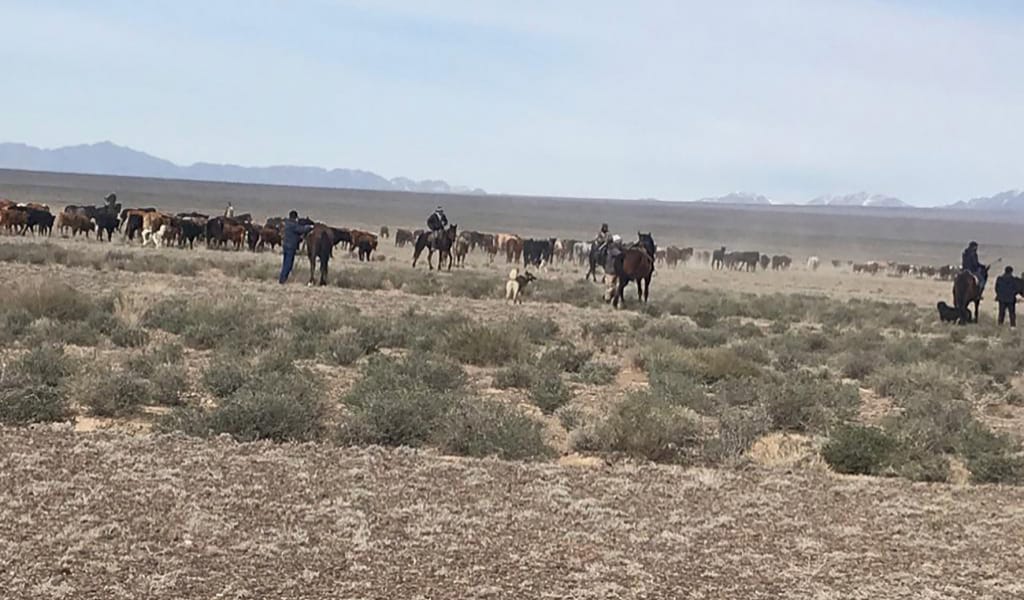 "ЖЕМШӨП БАР. СУБСИДИЯ БЕРІЛУДЕ. ЖАНАРМАЙ АРЗАН": АУЫЛДЫҢ БЕРЕКЕСІ НЕДЕ?