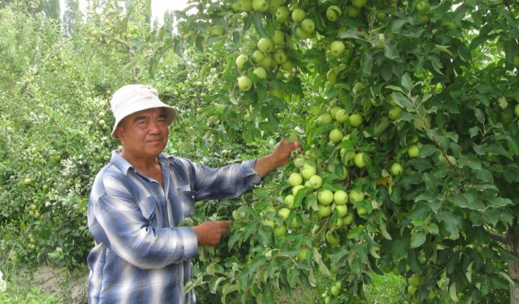 "НЕСИЕ АЛҒАН ЖОҚПЫН": ЕҢБЕКҚОР БАҒБАН 50 ГЕКТАРҒА АЛМА АҒАШЫН ЕКТІ