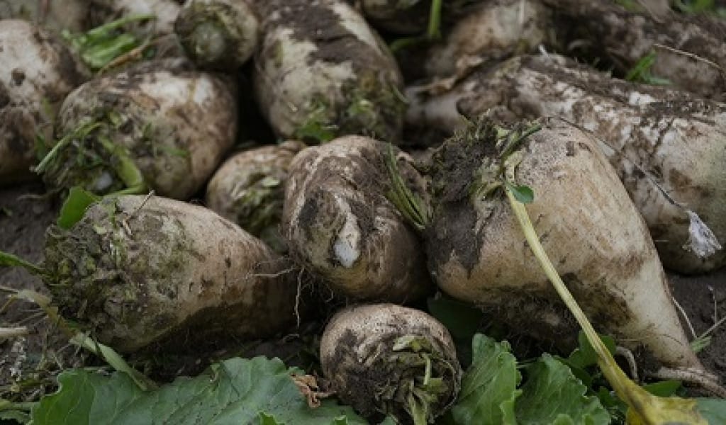 АҚСУ АУДАНЫНДА ҚАНТ ҚЫЗЫЛШАСЫ 3167 ГЕКТАРҒА ЕГІЛЕДІ