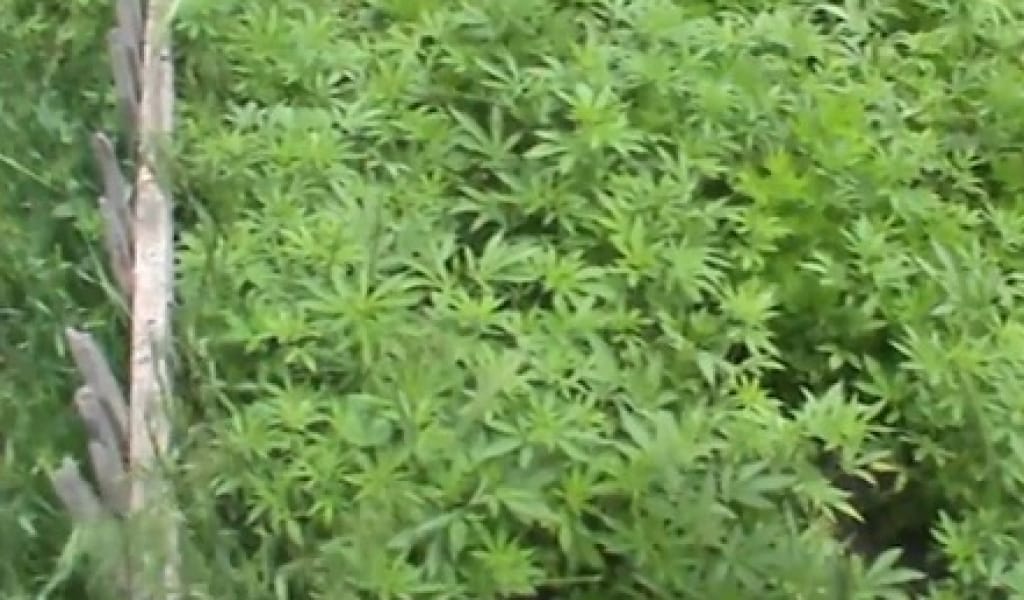 АУЛАСЫНДА ЕСІРТКІ ШӨБІН ӨСІРГЕН АУЫЛ ТҰРҒЫНЫ ТҰТҚЫНДАЛДЫ