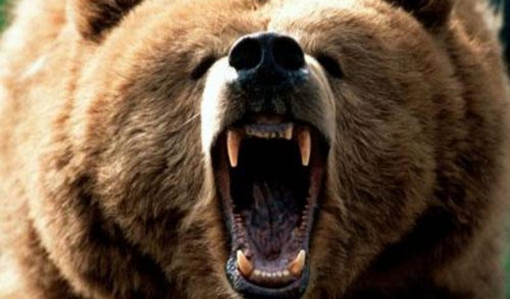 ЛЕПСІДЕ БАЛЫҚ АУЛАУҒА БАРҒАН АЗАМАТТЫ АЮ ТАЛАП ӨЛТІРДІ