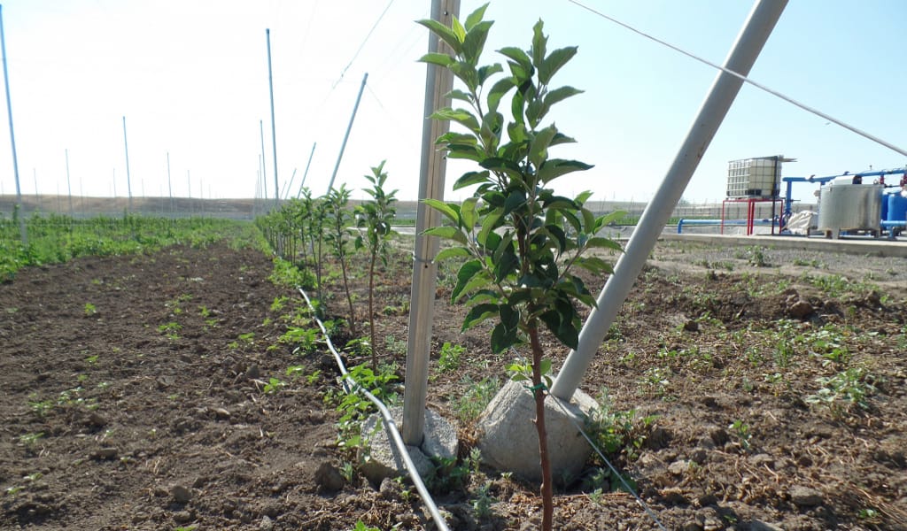 "125 МЫҢ ТҮПКЕ ЖЕТТІ": ТҮРКИЯДАН ӘКЕЛІНГЕН КӨШЕТТЕР БІР ЖЫЛДА ӨНІМ БЕРЕДІ