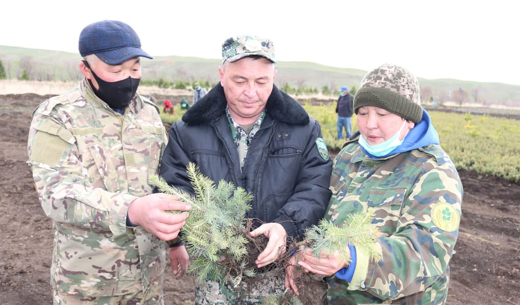 ҚАРАҒАЙ КӨШЕТІМЕН КӨРКЕЙЕДІ