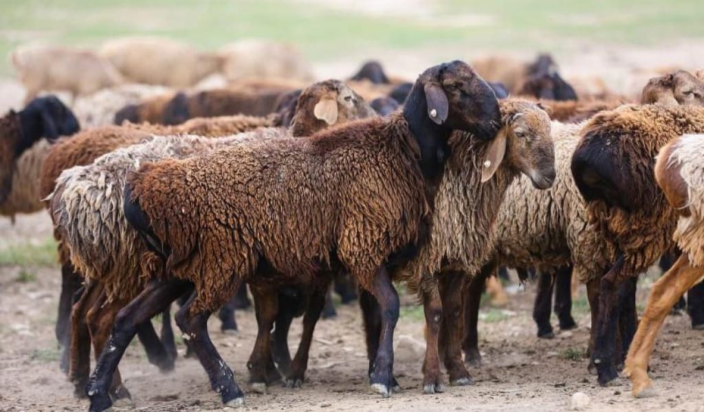 ЖАМБЫЛ АУДАНЫНЫҢ ПОЛИЦЕЙЛЕРІ 60 ҚОЙ ҰРЛАҒАН БАУКЕСПЕНІ ҚҰРЫҚТАДЫ