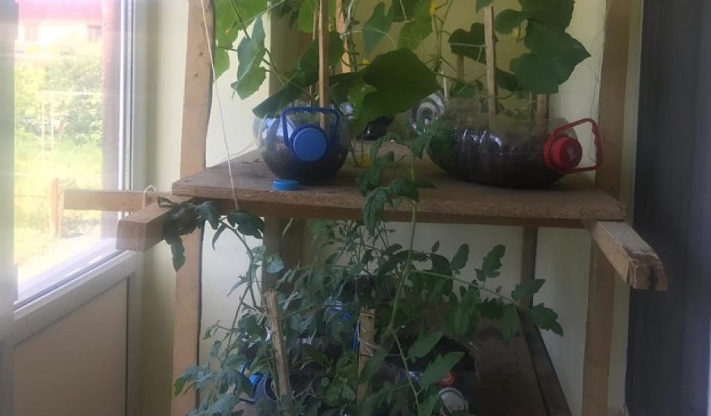 "ӘБДЕН ЗЕРТТЕП, ЗЕРДЕЛЕДІМ": БАЛКОНДА БАУ-БАҚША ӨСІРЕТІН ЖУРНАЛИСТ