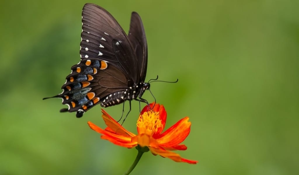 ГҮЛ МЕН КӨБЕЛЕК НЕГЕ ӘДЕМІ?