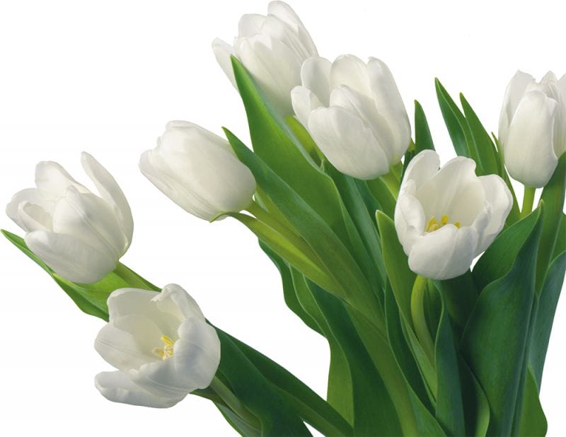 Қос ананың құшағы