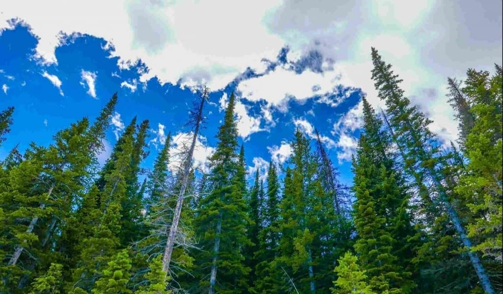 ОРМАН ҚОРҒАУ: "ҚОЛДА БАР АЛТЫННЫҢ ҚАДІРІН БІЛЕЙІК"