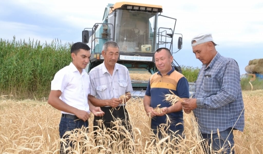 "ДИҚАНДАРДЫҢ ЖҰМЫСЫ ҚИЫННЫҢ ҚИЫНЫ": АУДАНДА ЕГІНГЕ ОРАҚ ТҮСТІ