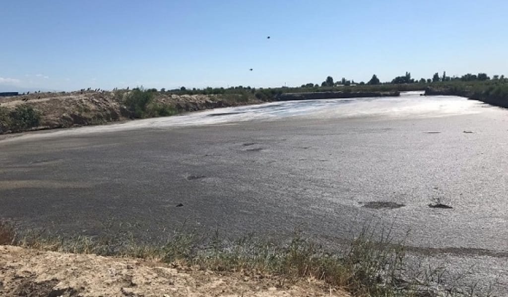 ЖАРКЕНТТІ ЖАЙЛАҒАН ЖАҒЫМСЫЗ ИІС: ЭКОЛОГТАР СЕБЕБІН АНЫҚТАДЫ