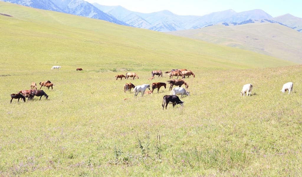 ЕСІҢНЕН КЕТПЕС ЕКІАША
