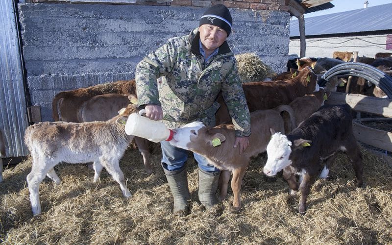 Білікті ерге мал бітеді