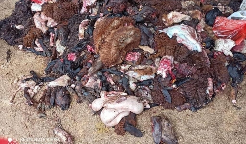 БАС-СИРАҚСЫЗ, ІШЕК-ҚАРЫНСЫЗ ҚҰРБАН АЙТ: КІНӘНІ КІМНЕН ІЗДЕЙМІЗ?