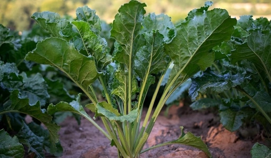 ҚЫЗЫЛАҒАШ СУ ҚОЙМАСЫНА 20 МИЛЛИОН ТЕКШЕ МЕТР СУ ЖИНАЛҒАН