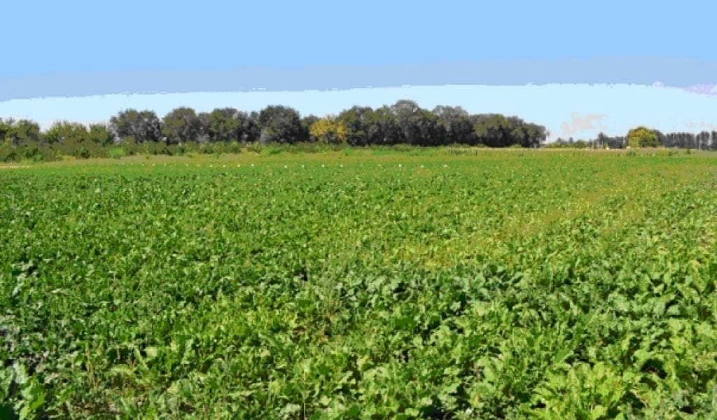 АЛМАТЫ ОБЛЫСЫНДА ҚАНТ ҚЫЗЫЛШАСЫНЫҢ ЖАҢА СОРТТАРЫ ТАНЫСТЫРЫЛДЫ