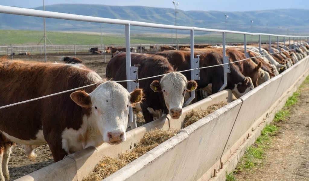 "ТӨРТ МИЛЛИОННАН АСТЫ": АЛМАТЫ ОБЛЫСЫНДА ІРІ ҚАРА МЕН ҚОЙ-ЕШКІ САНЫ ӨСТІ