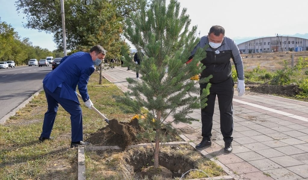 ТАЛДЫҚОРҒАНДА БІР КҮНДЕ 800 ТҮПКЕ ЖУЫҚ АҒАШ ОТЫРҒЫЗЫЛДЫ