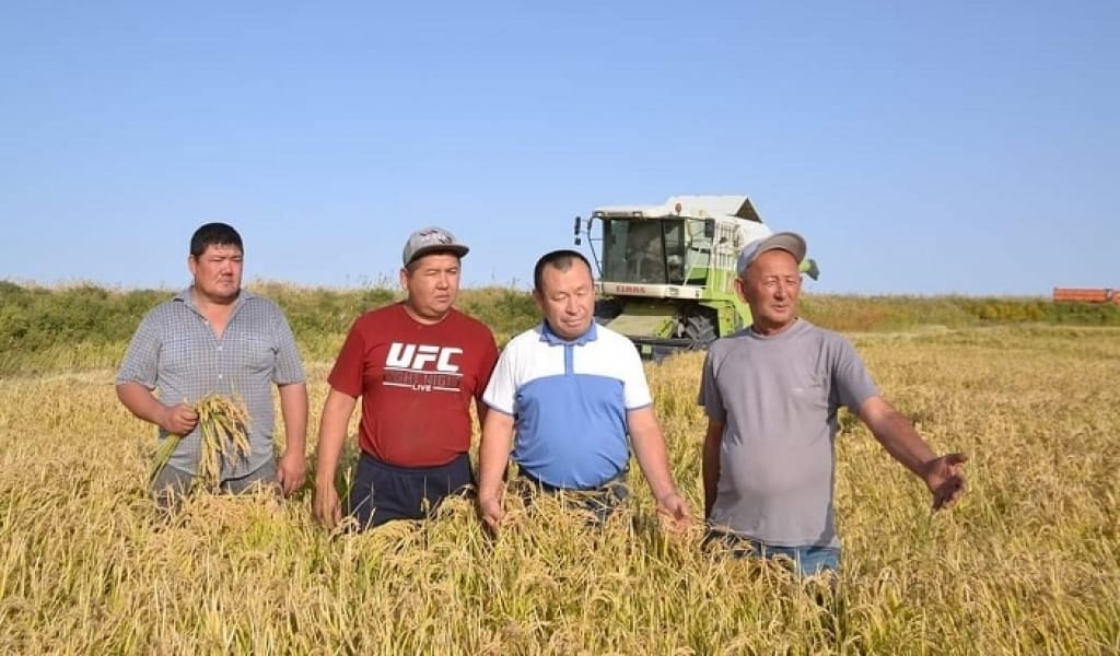 БАЛҚАШ АУДАНЫНДА КҮРІШ ОРУ ЖҰМЫСТАРЫ ҚЫЗУ ЖҮРІП ЖАТЫР