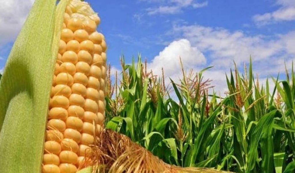 ПАНФИЛОВ АУДАНЫНЫҢ ШАРУА ҚОЖАЛЫҚТАРЫ "ДАЛА АРУЫН" ЖИНАУҒА КІРІСТІ