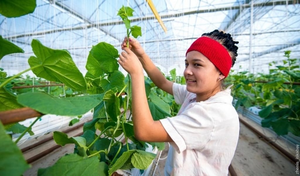 ҰЙҒЫР АУДАНЫНЫҢ ШАРУАЛАРЫ ҚЫСЫ-ЖАЗЫ БАУ-БАҚША ӨСІРЕДІ