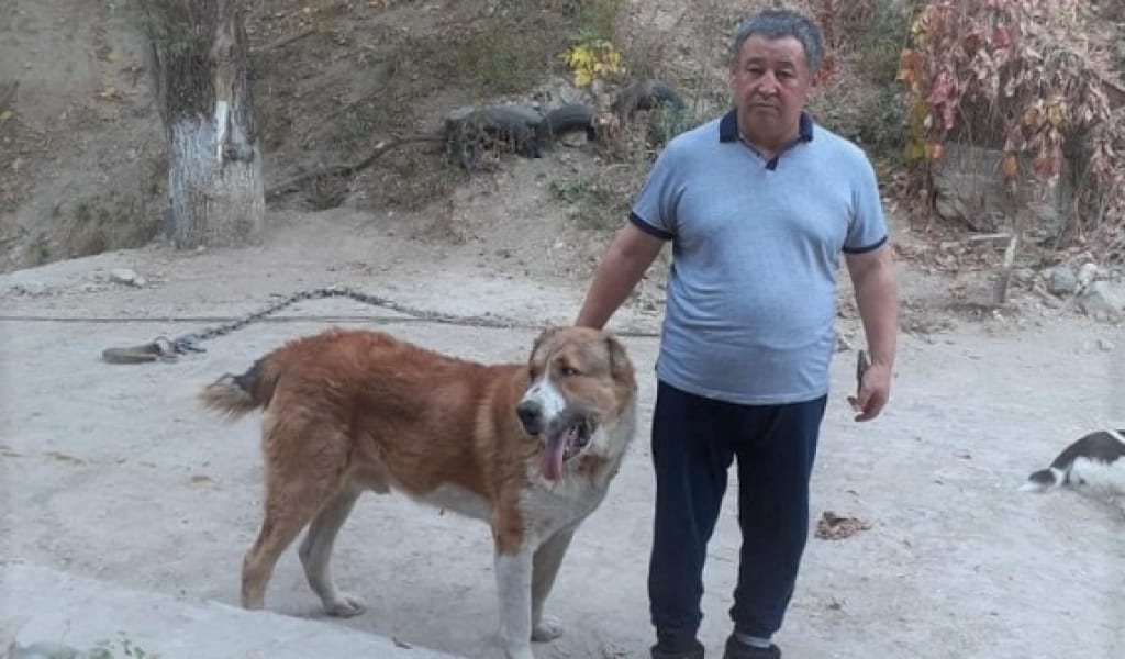 "МҰНДАЙ ЖАЛА ЖАБУ БАРЫП ТҰРҒАН ҰЯТСЫЗДЫҚ": ТӨБЕТ АСЫРАУШЫЛАРДЫҢ ЖАНАЙҚАЙЫ