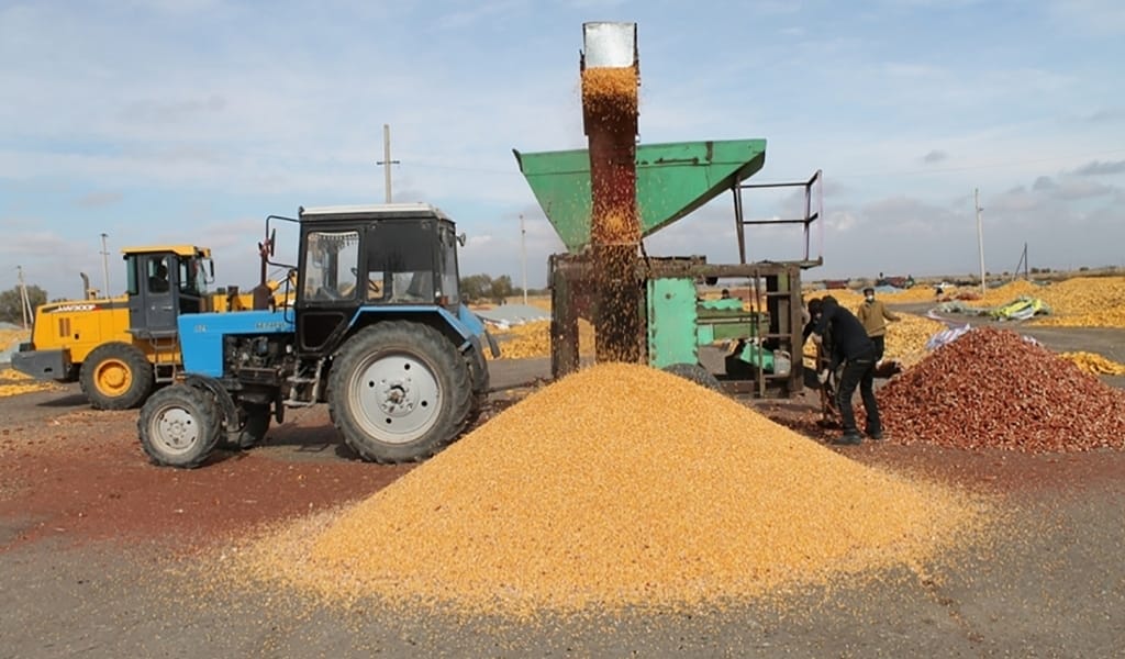 ПАНФИЛОВ АУДАНЫ: ЖАЗ ЖАҢБЫРСЫЗ ӨТСЕ ДЕ, ЖҮГЕРІДЕН ТҮСІМ МОЛ
