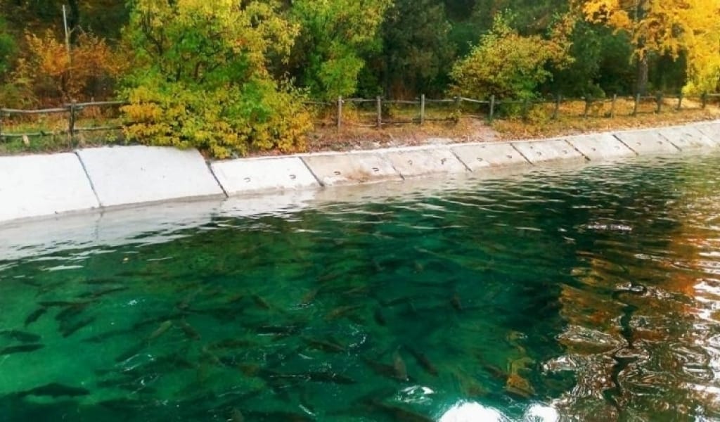 ҚЫЗЫҚТЫ ӘРІ ТАПШЫ МАМАНДЫҚ: ЕСІК ҚАЛАСЫНДА БАЛЫҚ МЕКТЕБІ ЖҰМЫС ІСТЕЙДІ